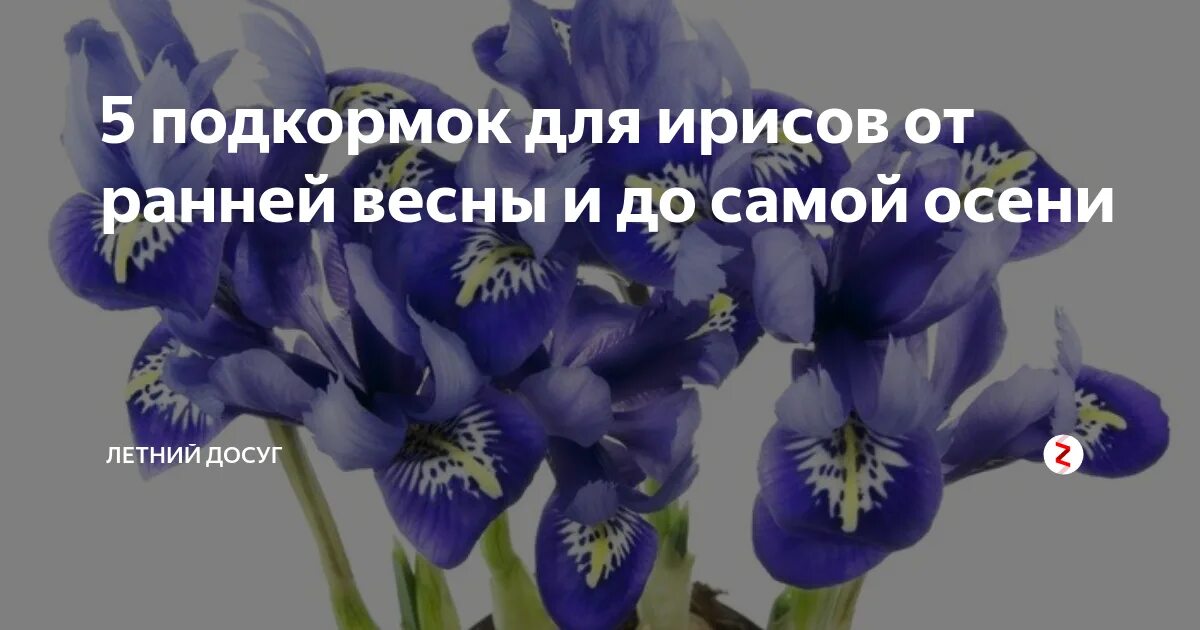 Как разрешить ссылки в ирисе