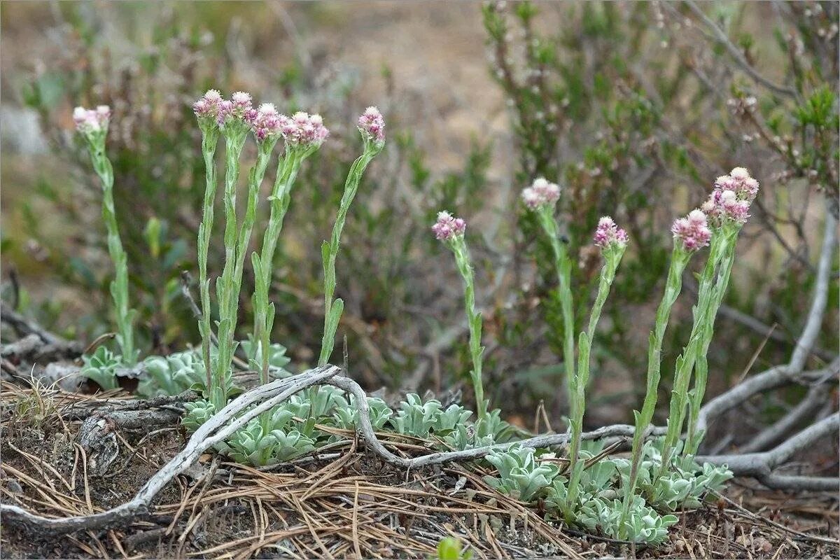 Кошачья лапка (Antennaria dioica). Антеннария двудомная. Антеннария двудомная Кошачья лапка. Лапки корень