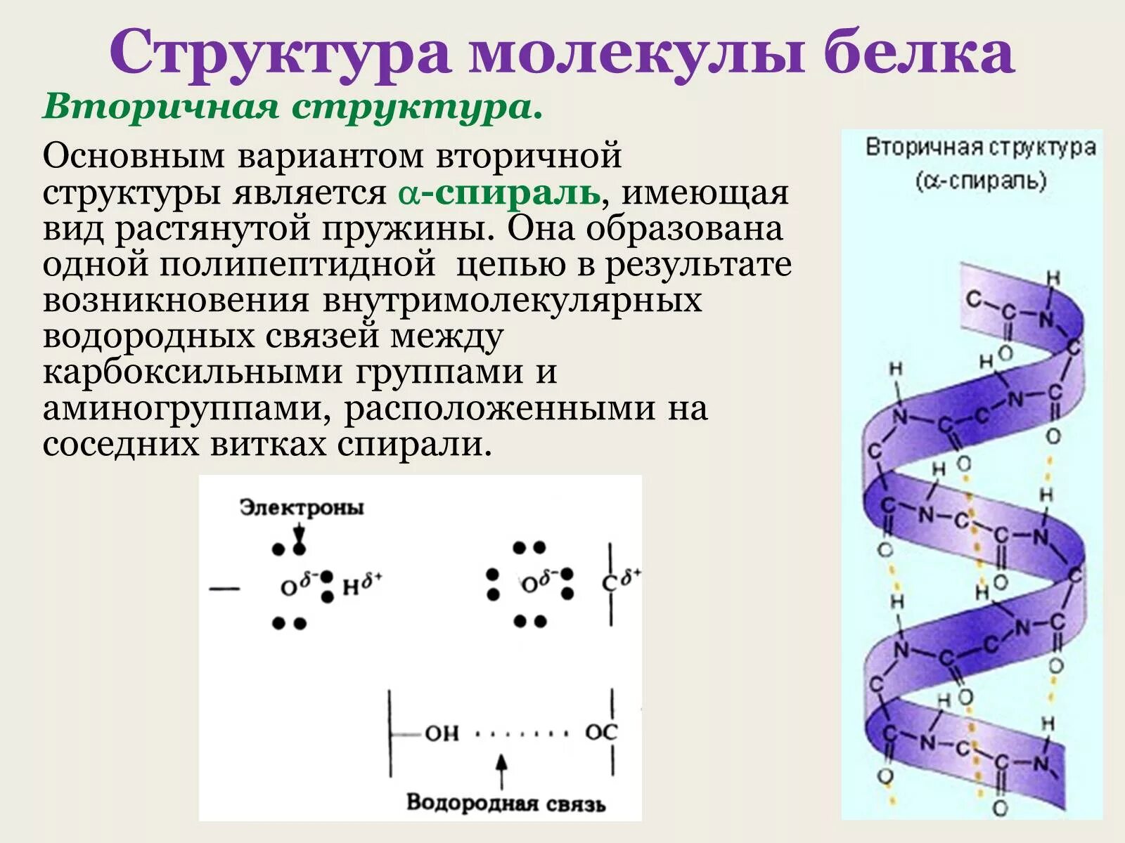 Водородные связи во вторичной структуре белка. Белок первичная структура вторичная третичная. Коллаген вторичная структура белка. Строение вторичной структуры белка.