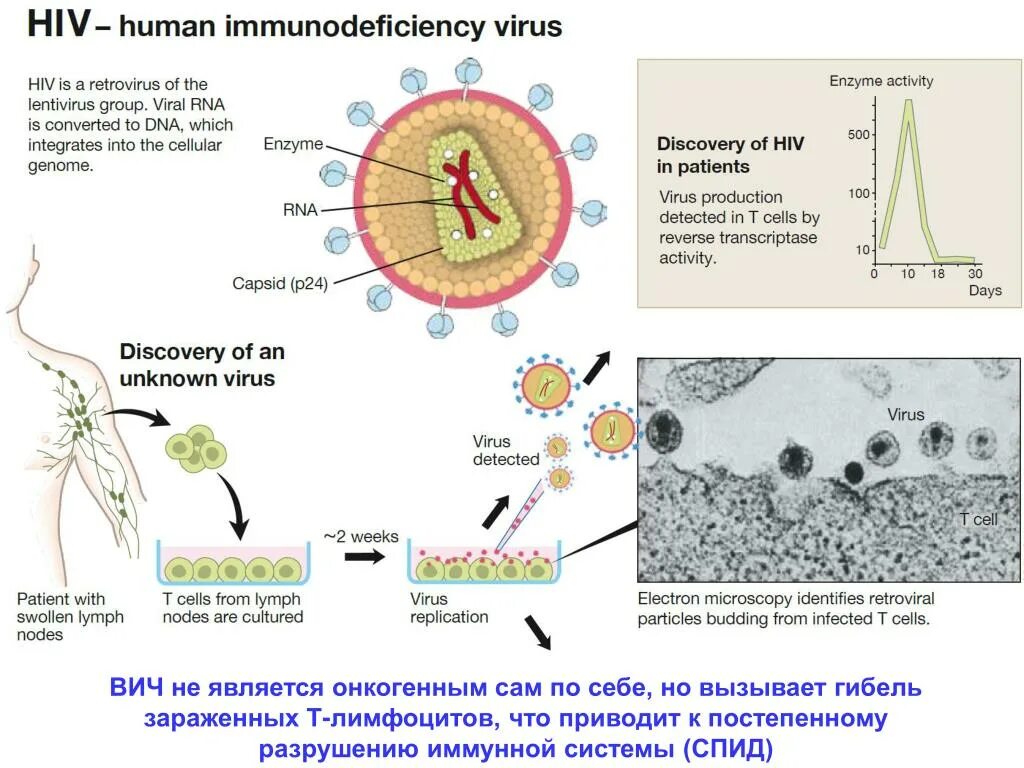 ВИЧ иммунология патогенез. ВИЧ поражает клетки иммунной системы. ВИЧ разрушение иммунитета. Схема поражения иммунной системы при ВИЧ-инфекции иммунология. Human immunodeficiency