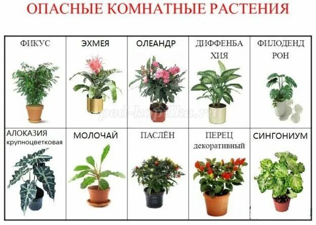 Какие цветы в запрете