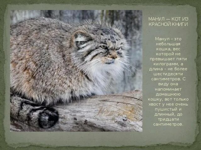 Книга дикий кот. Манул забайкальский дикий кот. алтайский манул. кот манул красная книга. манул забайкальского края.