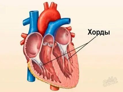 Марс дхлж у ребенка. Марс дхлж у ребенка