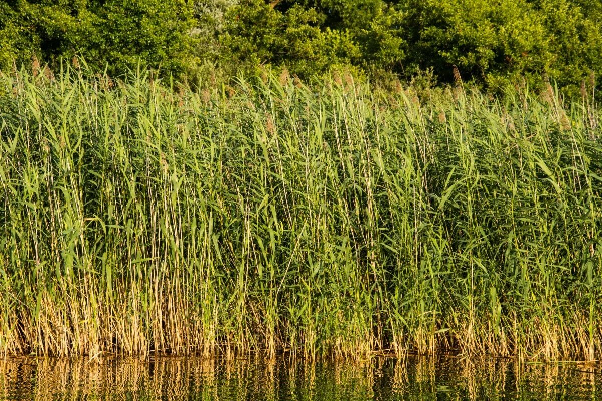 Болотная степная. Тростник Южный phragmites Australis. Тростник обыкновенный phragmites Australis. Тростник обыкновенный (Очерет). Тростник обыкновенный (phragmites communis.