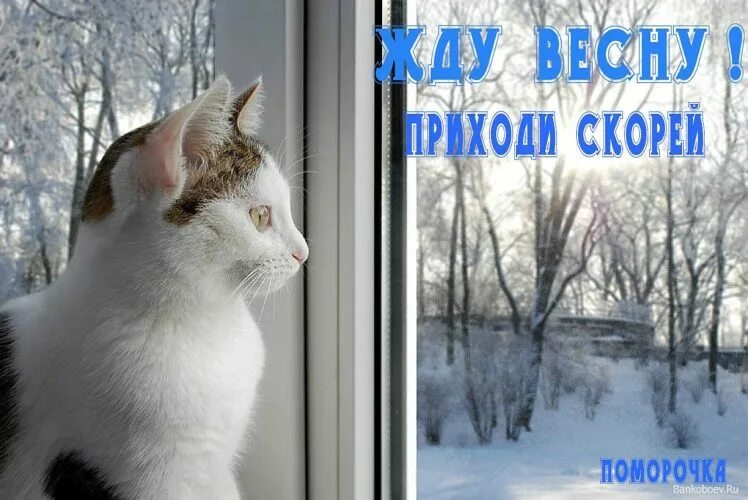 Кот ждет весну. Жду весну. Я жду весну. Очень жду весну.