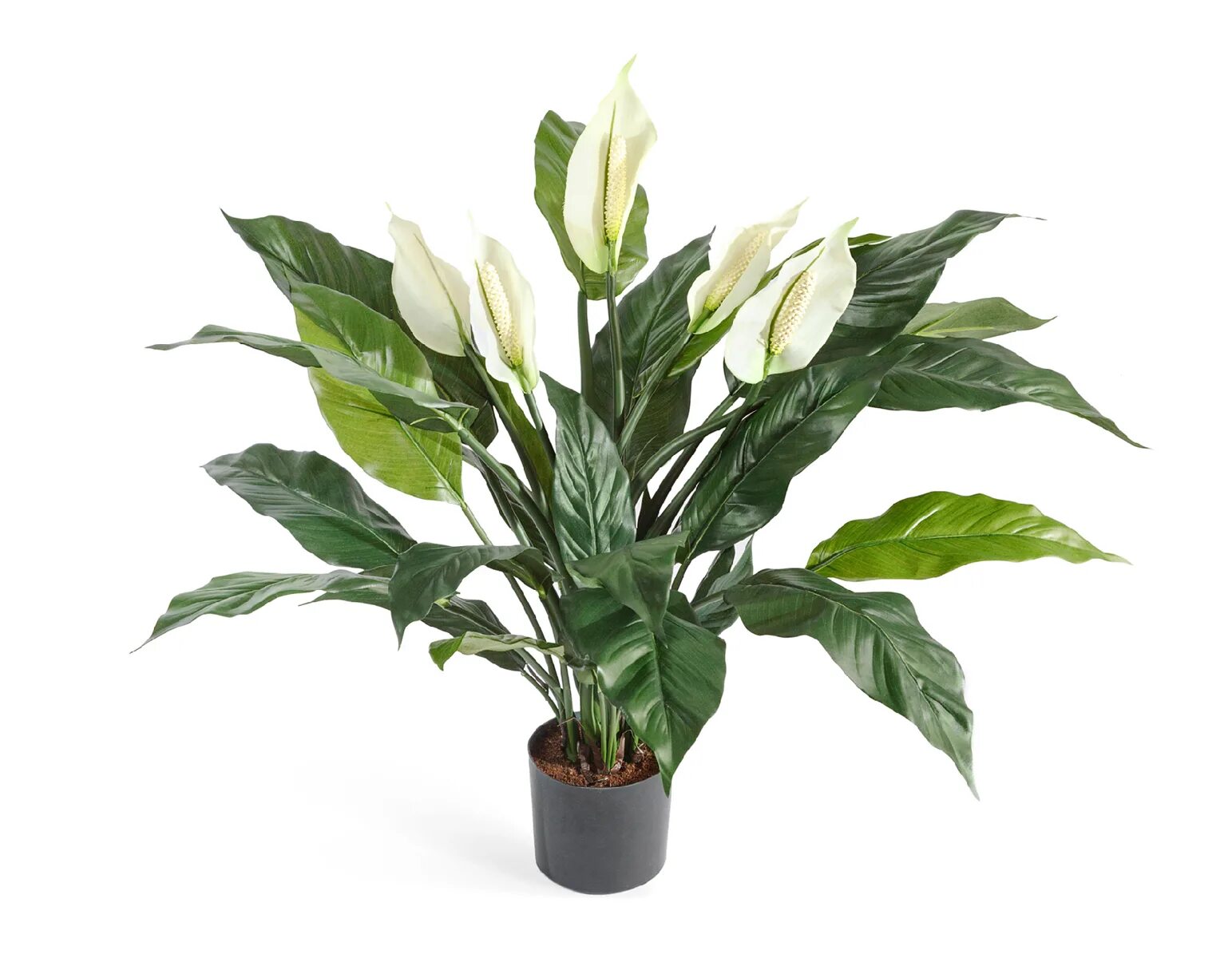 Спатифиллум высота. Спатифиллум геликониелистный (Spathiphyllum heliconiifolium). Спатифиллум Перл Купидо. Спатифиллум Свит Лауретта. Спатифиллум Cupido.