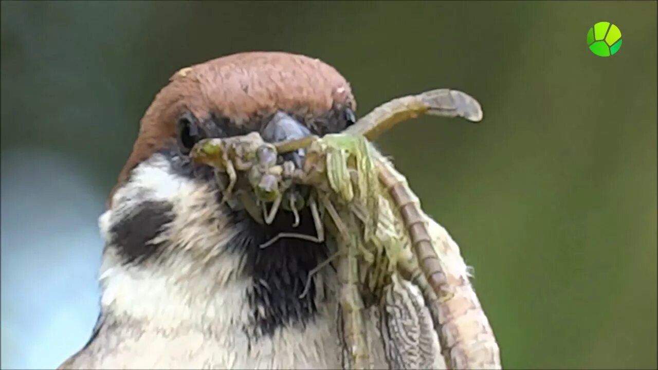 Воробьи и насекомые. Живая Планета птицы. Воробей ест насекомых.
