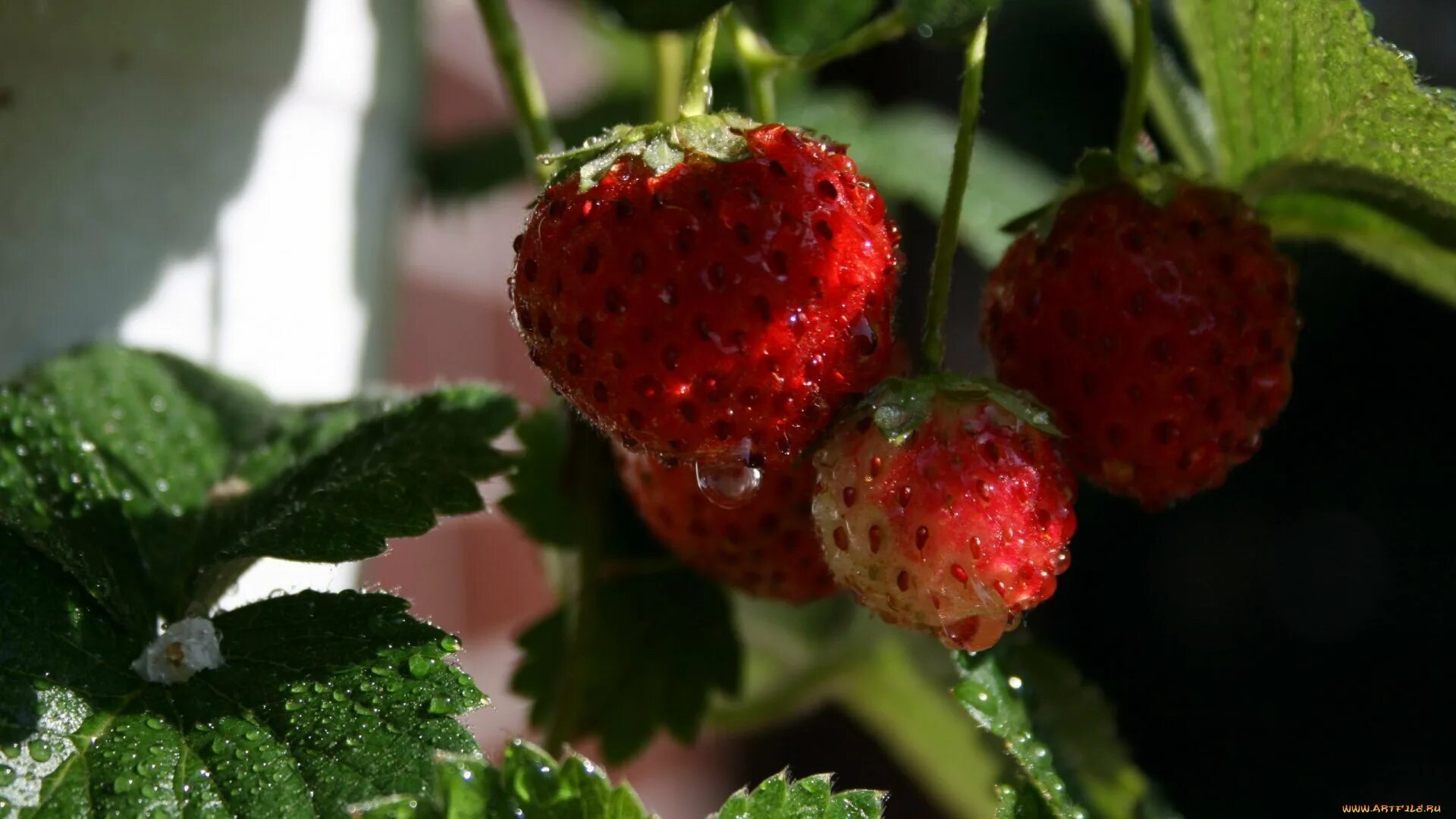 Клубника Вива Росса. Земляника Садовая Вива Росса. Fragaria orientalis, земляника Восточная. Роса на ягодах. Сорт утренняя роса