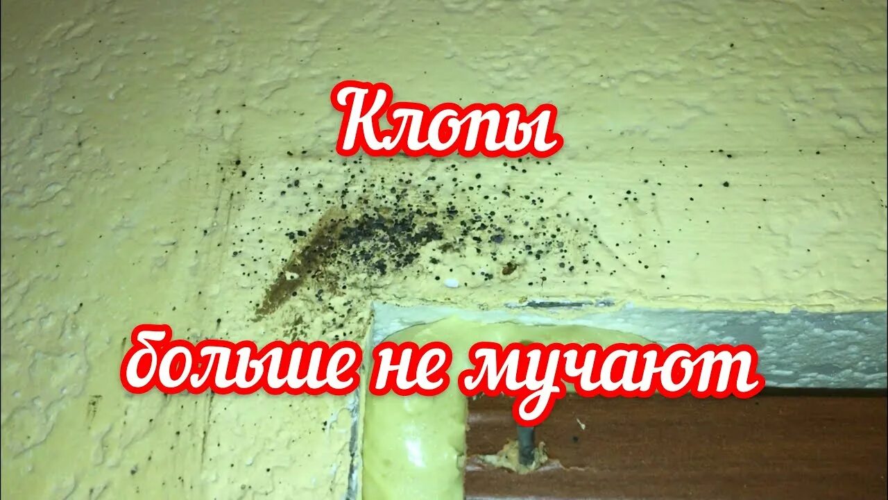 Травить клопов спб. Травить клопов спб