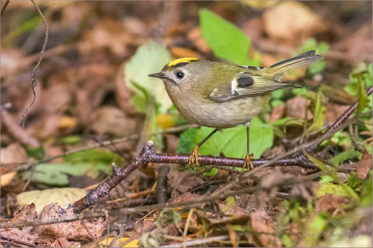 Централка королек и сипуха фото. Цейлонская масковая сипуха. Королек централка фото. Золотой королёк чистый зоглото. Королек централка фото.