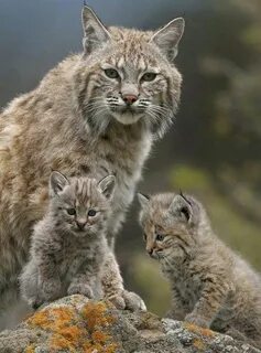 Включи диких кошек