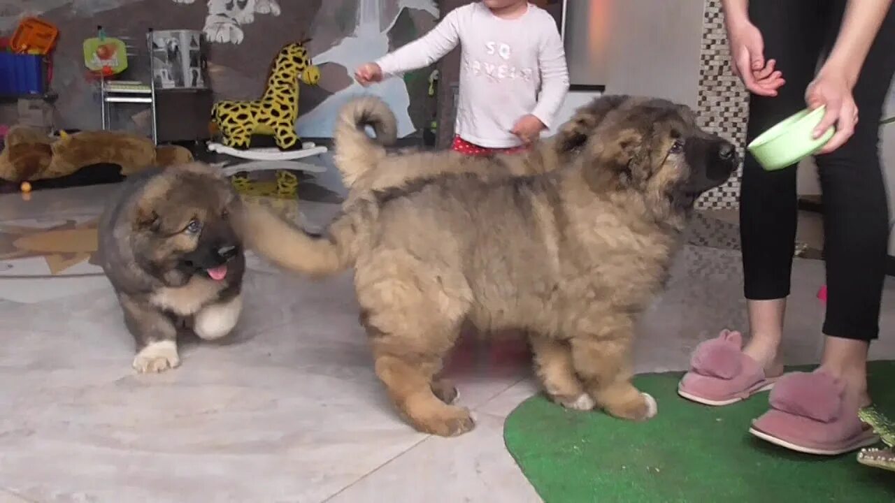 Просторы дона цагир. Унзербунд питомник ротвейлеров. Окси дог питомник ротвейлеров. Собаки дона питомник. Собаки дона питомник.