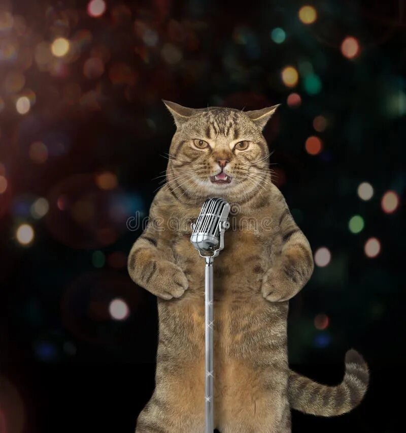 Кот поет в микрофон. Кот на сцене. Коты с микрофоном. Кошка поет в микрофон. Котик поет.