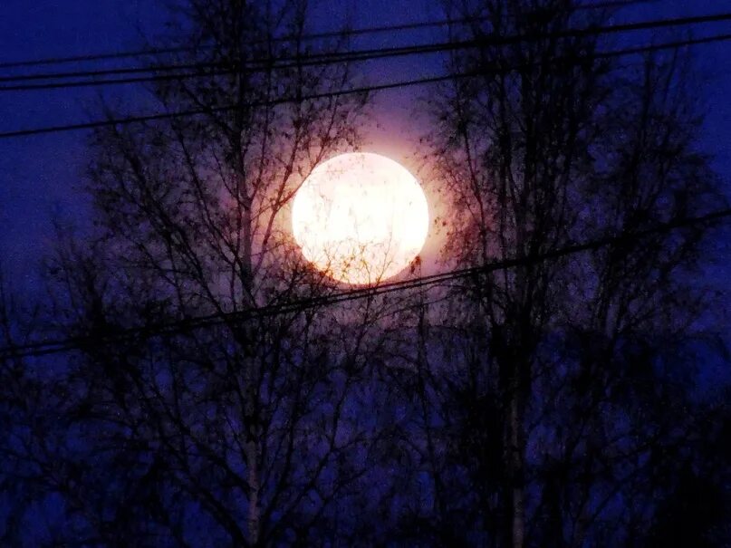 Луна как желтый медведь. Луна в ветвях. Луна запуталась в проводах. Фото Луна запуталась в ветвях. Фото Луна запуталась в ветвях зима.
