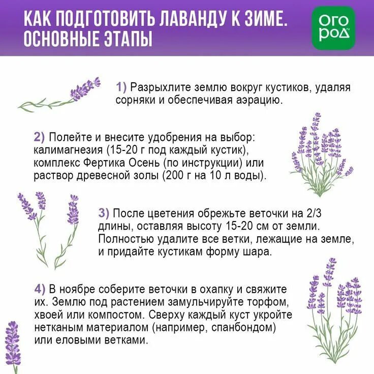 Обрезка лаванды весной когда делать. Как подготовить лаванду к зиме. Как обрезать лаванду. Как правильно обрезать лаванду. Обрезка лаванды весной.