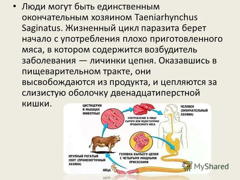 Типы жизненных циклов паразитов. Понятие о жизненном цикле паразитов. Типы жизненных циклов паразитов. Типы жизненных циклов паразитов. Стадии жизненного цикла паразита.