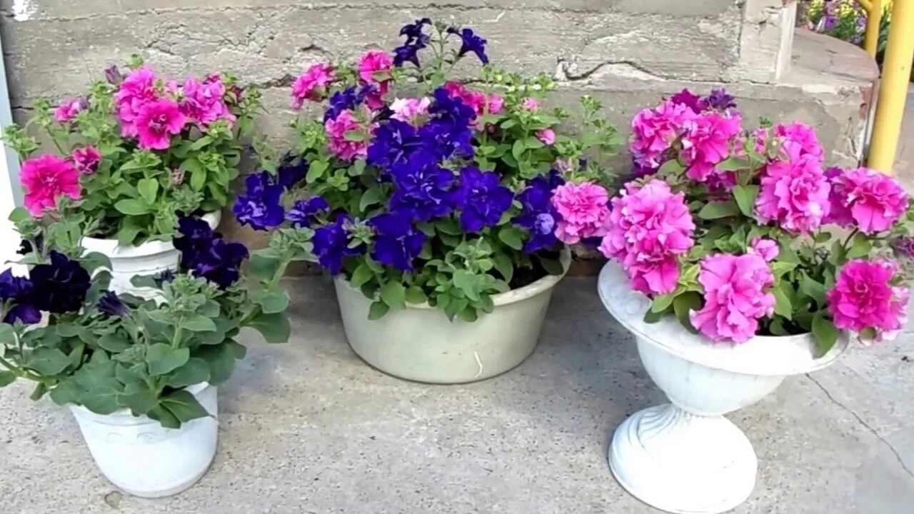 Как ухаживать за петунией чтобы пышно цвела. Как ухаживать за петунией чтобы пышно цвела. Петуния ампельная балконная. Петуния опера распберри айс. Петуния ампельная.