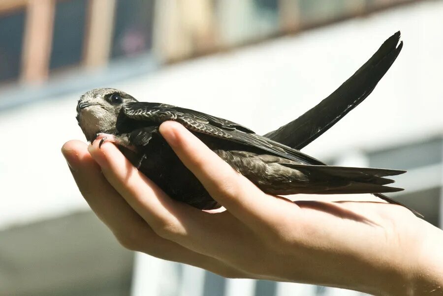 Стриж обыкновенный. Птица стриж волгоград. Хвост стрижа. Иглохвостый стриж. Черный стриж птица.