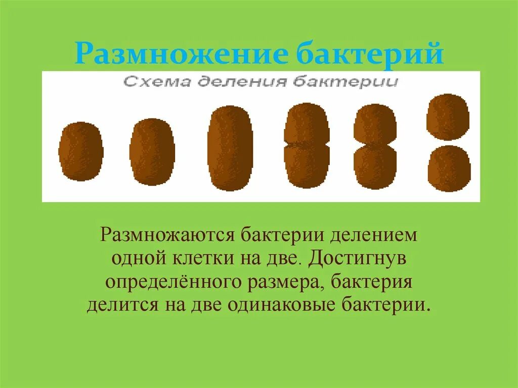 Размножение бактерий примеры. 5 Кл размножение бактерий. Размножение бактерий 5 класс биология. Размножение бактерий рисунок. Ка кразмнажаются бактерии.