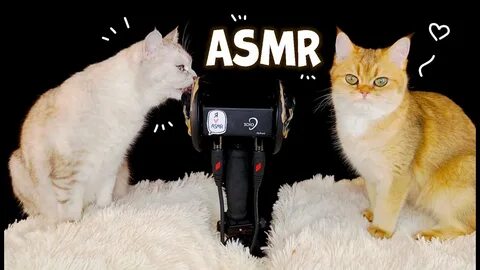 Асмр котик