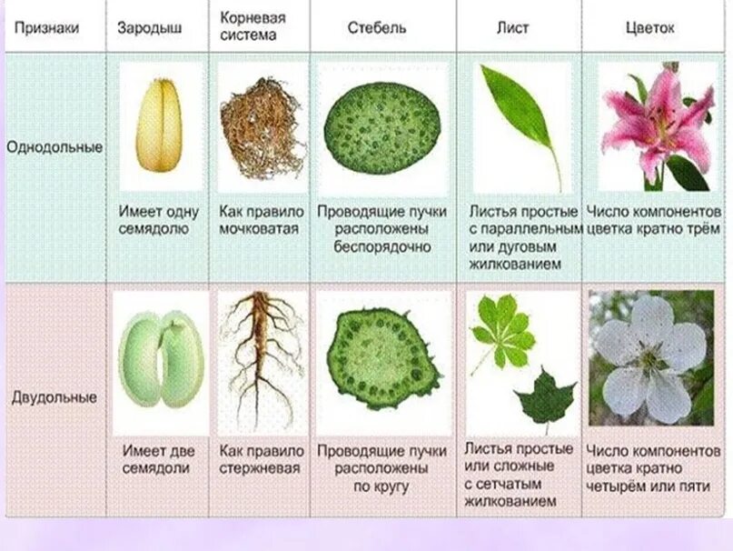 Признаки усложнения покрытосеменных. Биология Однодольные и двудольные растения. Однодольные и двудольные растения 6 класс биология. Семейства однодольных и двудольных растений схема. Покрытосеменные растения класс двудольные.