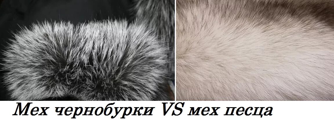 Как отличить мех песца. Натуральная шкура песца. Как отличить мех песца. Как отличить мех песца. Как отличить мех песца.