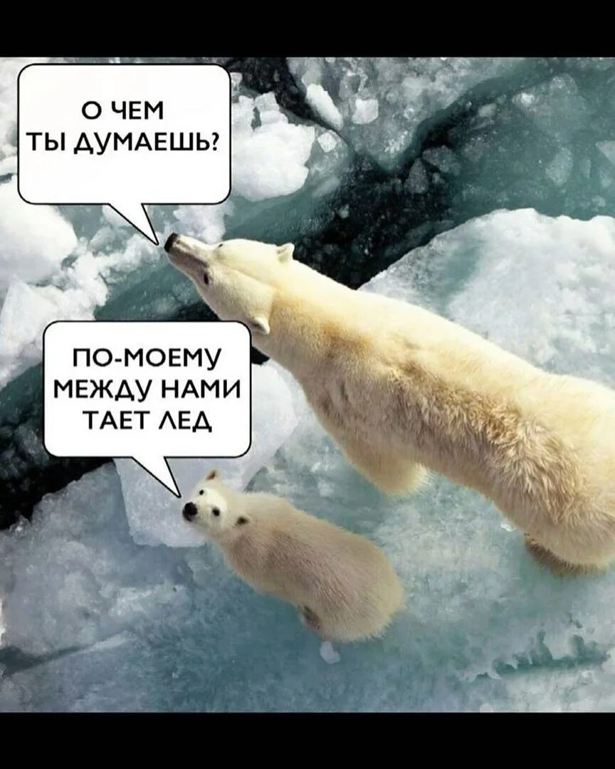 Между нами тает лед какого года. Белый медведь. между нами тает лед. белый медведь юмор. белые медведи зима.