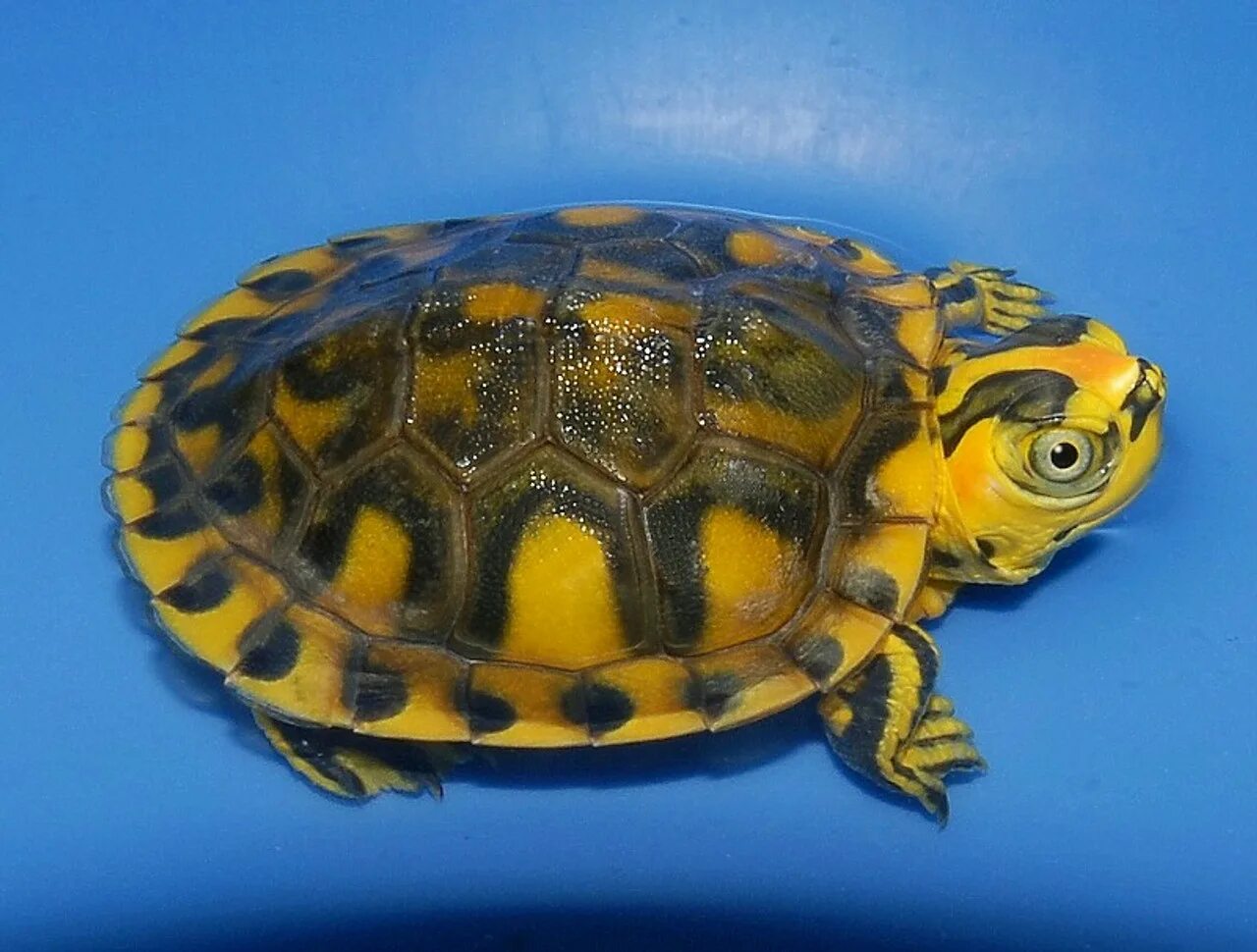 Окрас черепаха. Красноухая желтобрюхая черепаха. Красноухая черепаха морфы. Панцирь красноухой черепахи. Красноухая черепаха желтая.