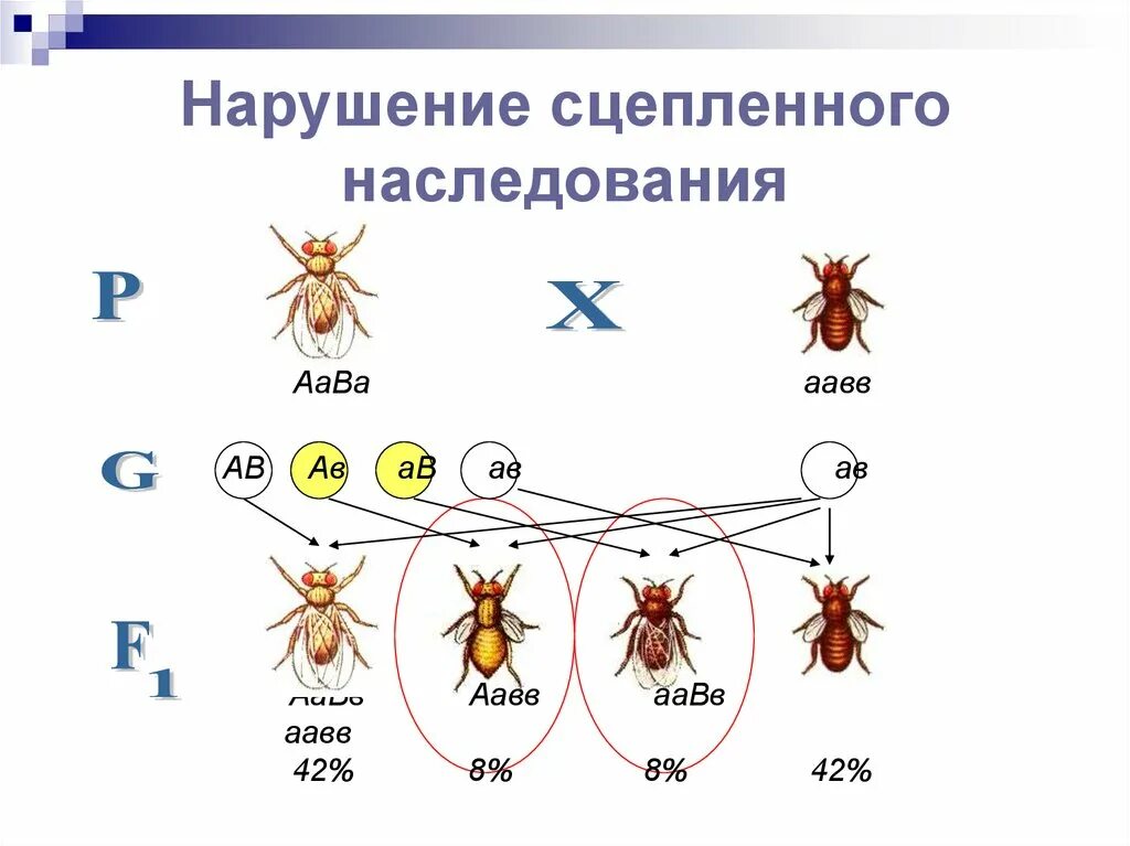 Схема неполного сцепленного наследования. Закон сцепленного наследования т.Моргана. Сцепленное наследование генов полное и неполное. Сцепленное наследование признаков 10кл. Закономерности наследования т моргана