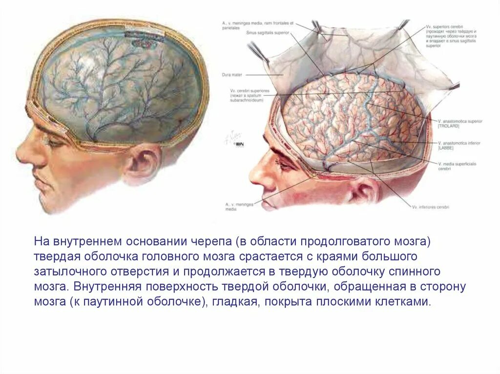 Внутренняя оболочка мозга. Мягкая мозговая оболочка функции. Твердая мозговая оболочка швы черепа. Твердая мозговая оболочка функции. Паутинная оболочка головного мозга.