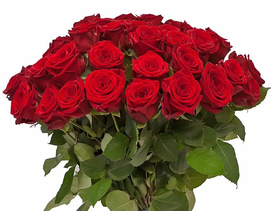 Roz. Шикарный букет роз. Красивый букет красных роз. Красивые букеты роз большие. Букет алых роз.