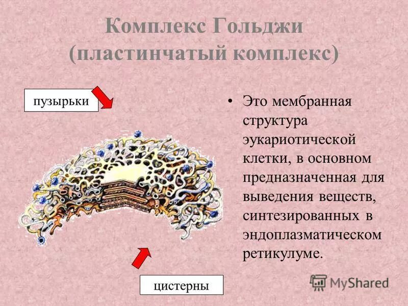 Комплекс Гольджи эукариотической клетки. Пластинчатый комплекс Гольджи строение. Структура комплекса Гольджи. Пластинчатый комплекс