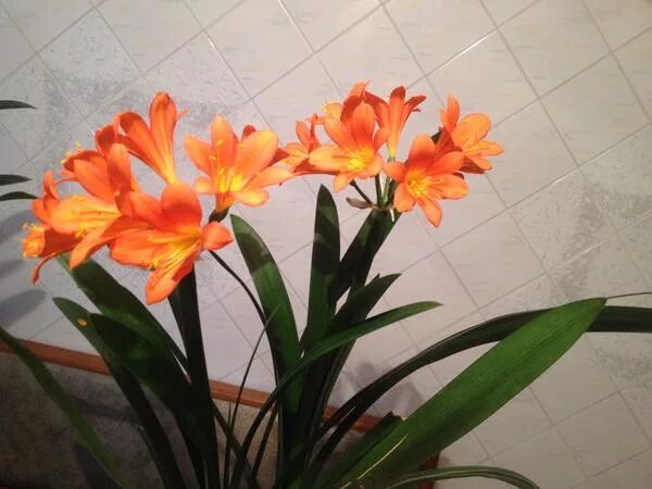Картинки ВОДЯНЫЕ ДОМАШНИЕ ЛИЛИИ