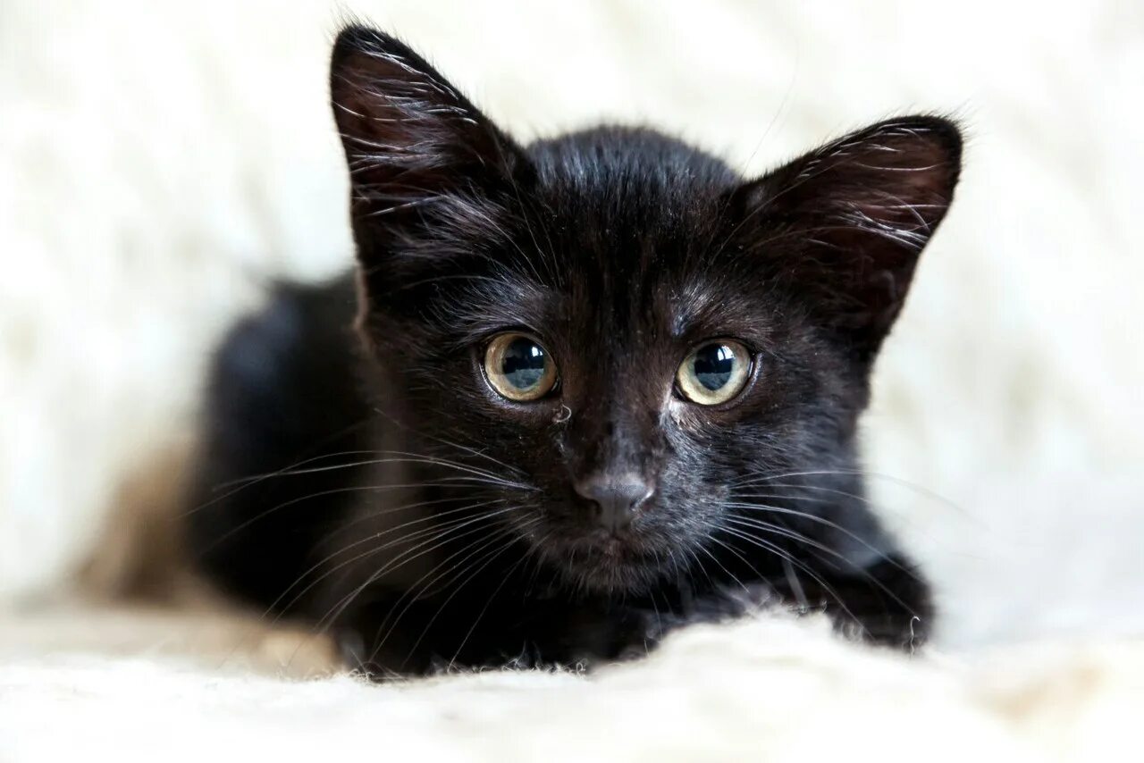 Черный котенок. Черненький котенок. Маленький черный котенок. Черная кошка. Какие черные котята есть