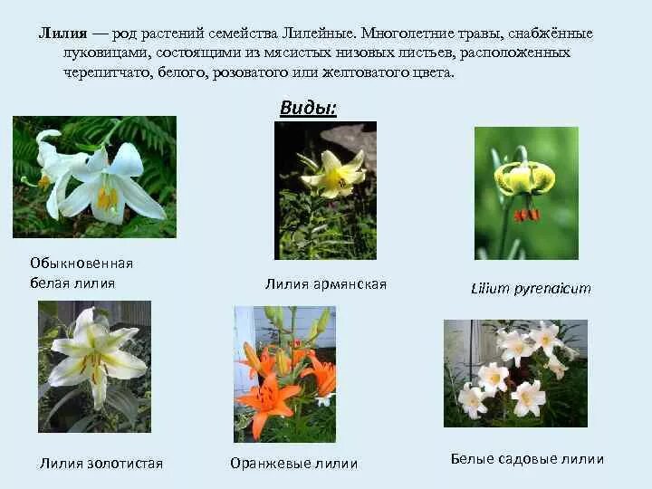 Цветы род растений