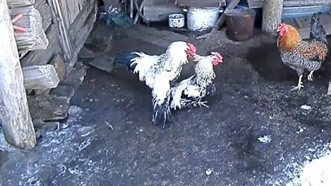 Петух топчит курицу