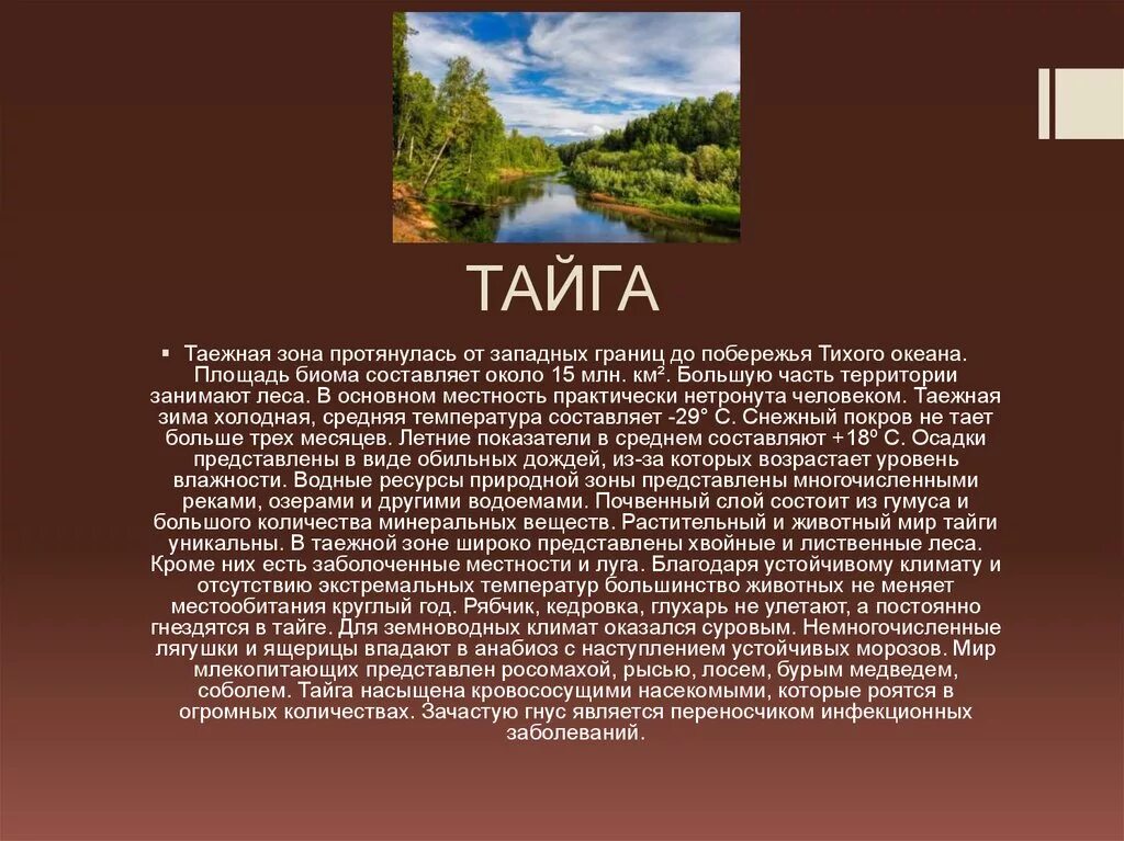 Текст про тайгу. Тайга текст. Сообщение слова Тайга. Таежная текст.