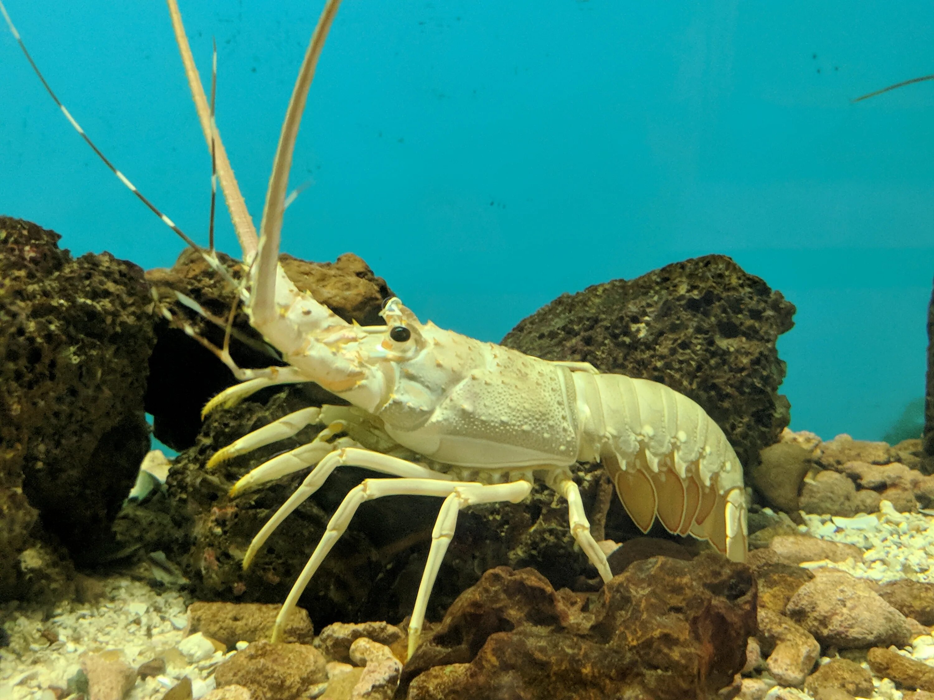 Ракообразные в море. Лангуст. panulirus homarus. лангусты ракообразные. калифорнийский лангуст.