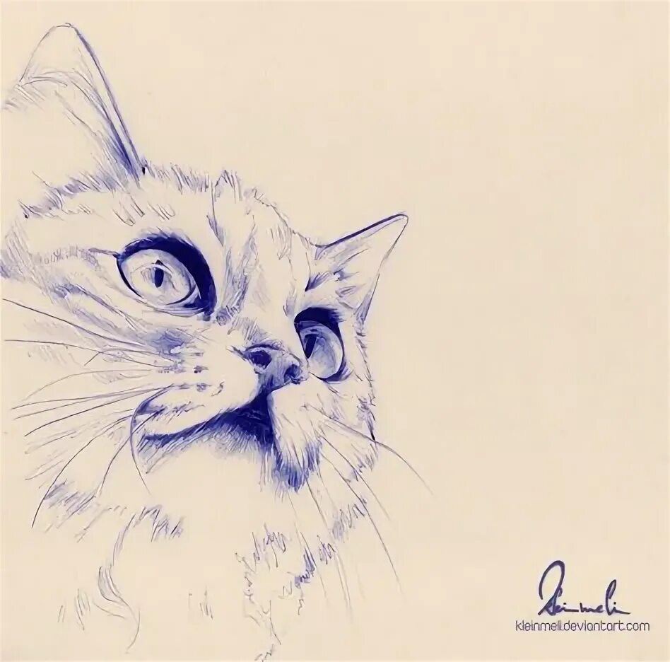 Картинки животных ручкой Realistic Tiger Pencil Drawing