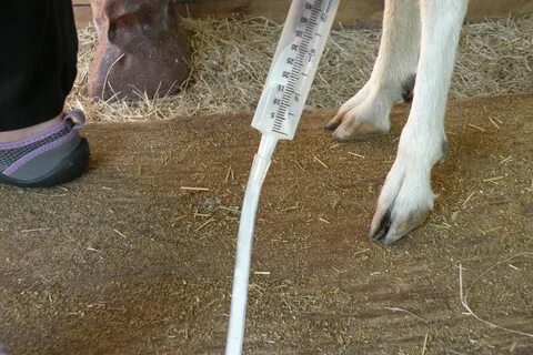 Milking hands