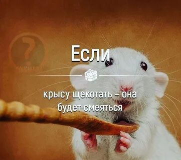 Приколы про крыс