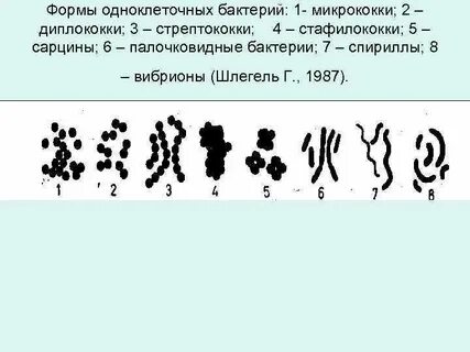 Стрептококки форма бактерии