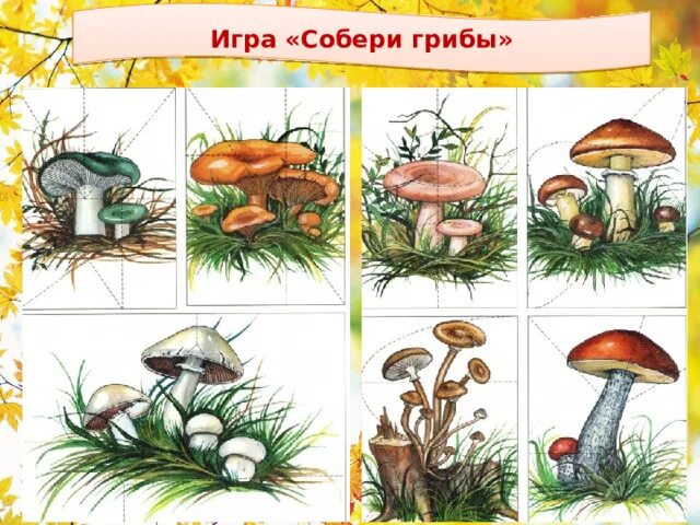 Игра собери грибы. Разрезные грибы. Разрезные картинки грибы. Грибы леса для дошкольников. Гриб рисунок.