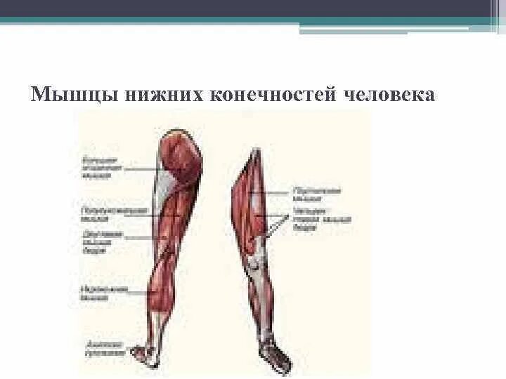 Мышцы нижней конечности конечности анатомия. Кости и мышцы нижних конечностей человека анатомия. Строение нижней конечности человека. Анатомия правой нижней конечности.