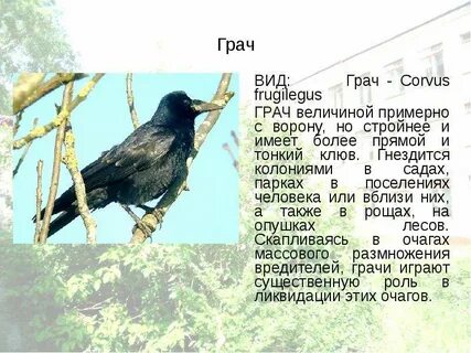 Допиши по образцу грач грача