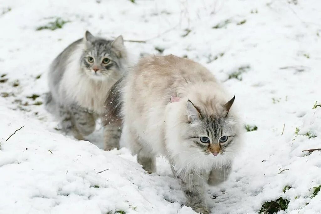 Кошки сиб. Кот сибирской породы. Русско Сибирская кошка. Сибирская кошка агути. Порода кошек Лесная Сибирская.