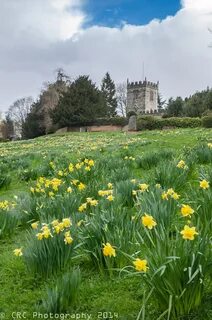 Plant england