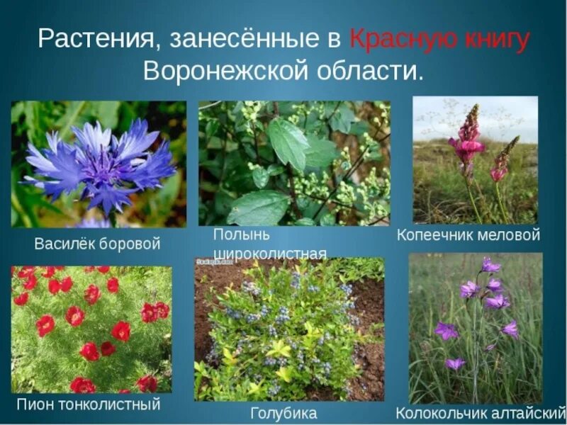Какое растение не является травянистым
