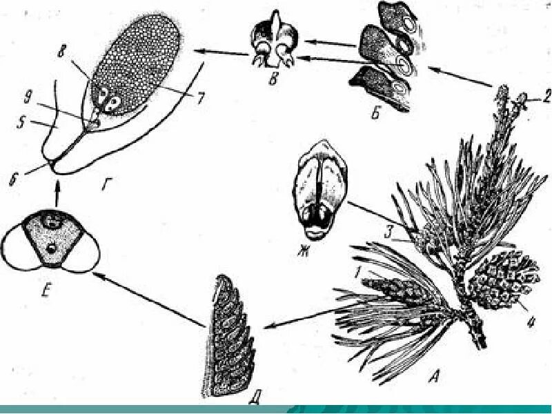 Схема опыления хвойных. Жизненный цикл голосеменных сосна. Жизненный цикл голосеменных растений сосна. Цикл развития голосеменных растений. Жизненный цикл саговниковых.
