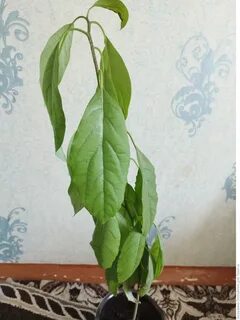 Почему авокадо опускает листья